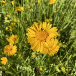 Coreopsis lanceolata flower