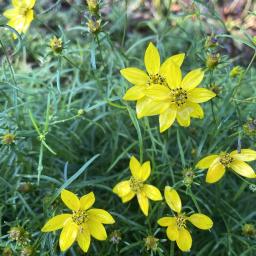 Coreopsis verticillata 'Zagreb' flowers