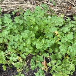 Coriandrum sativum 'Calypso' foliage
