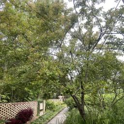 Cornus foemina habit