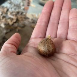 Crocus sublimis 'Tricolor' corm