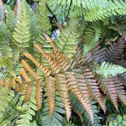 Dryopteris erythrosora 'Brilliance' Spring Frond Color