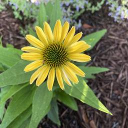 Echinacea 'Yellow My Darling' (COLOR CODED® Collection) flower