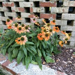 Echinacea x hybrida 'Balsomador' (Sombrero® Adobe Orange) flowering habit