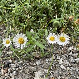 Erigeron karvinskianus 'Profusion' flowers