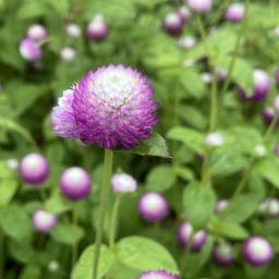 Gomphrena globosa 'Audray Bicolor Rose' flower