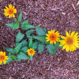 Heliopsis helianthoides var. scabra 'Burning Hearts' flowers
