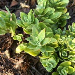 Hylotelephium 'Carl' foliage