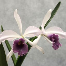 Cattleya C. G. Roebling (1895) 'Beechview'