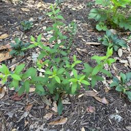 Solidago rugosa 'Fireworks' habit