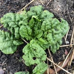 Spinacia oleracea 'Winter Bloomsdale' foliage