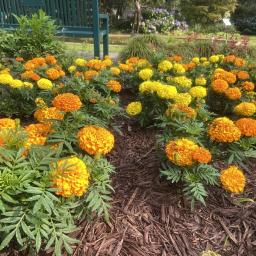 Tagetes erecta (Taishan® Mixture) flowering habit