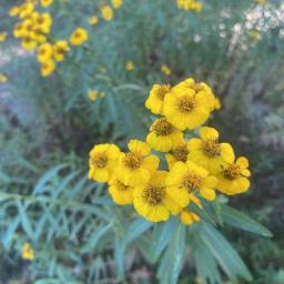 Tagetes lucida flower