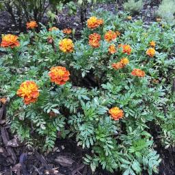 Tagetes patula (Hot Pak™ Mixture) habit