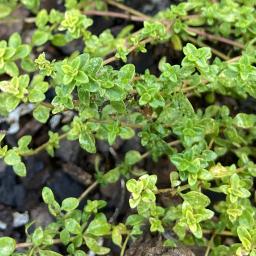 Thymus × citriodorus foliage