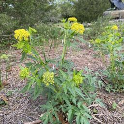 Zizia aurea flowering habit
