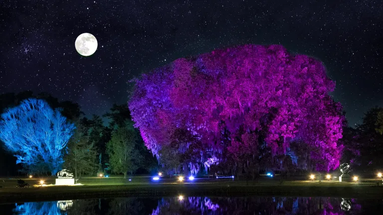 Arboretum at Nights of a Thousand Candles