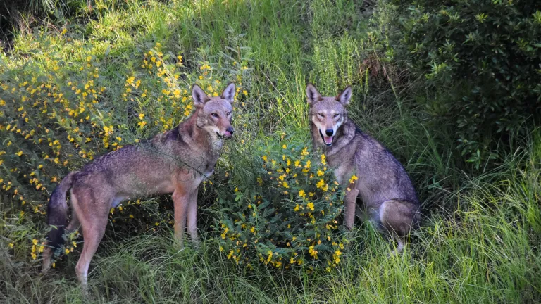 Red Wolf Ridge