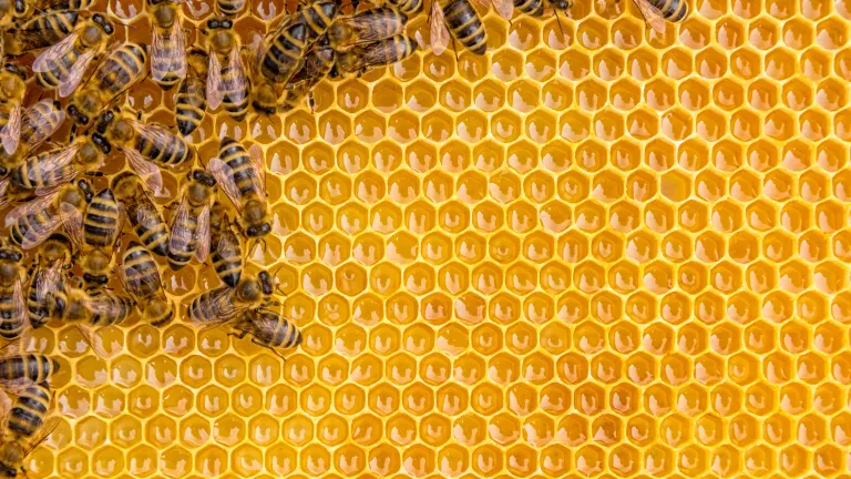 Honey Bees at work