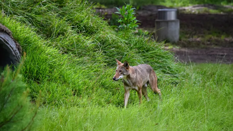 Red Wolf at Brookgreen Gardens