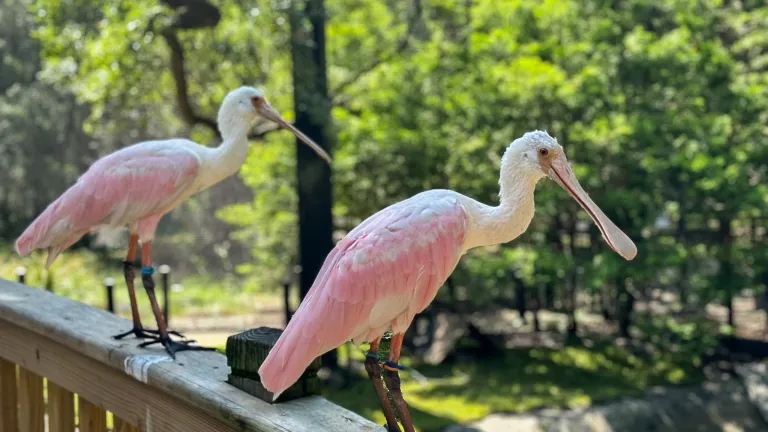 Spoonbills In the Lowountry Zoo