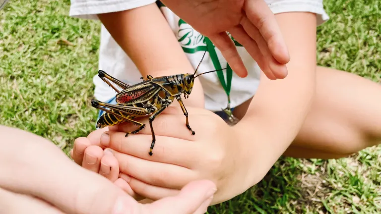 Camp Brookgreen - Spring Break Camp