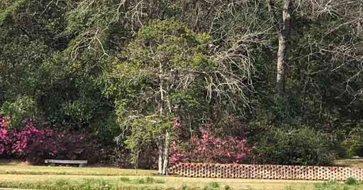 Brookgreen Gardens Fall Plant Sale Brookgreen